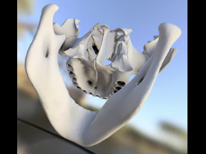 model teeth with jaw and facial skeleton full quality 3D Print Model