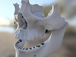 model teeth with jaw and facial skeleton full quality Modello di stampa 3D
