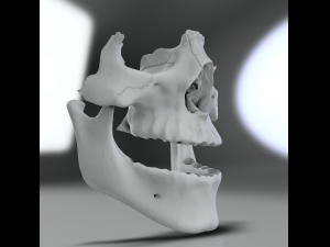 model teeth with jaw and facial skeleton full quality Modello di stampa 3D