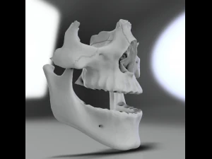 model teeth with jaw and facial skeleton full quality 3D Print Model
