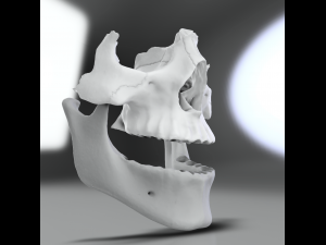 model teeth with jaw and facial skeleton full quality Modello di stampa 3D