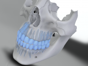 model teeth with jaw and facial skeleton full quality Modello di stampa 3D