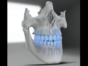 model teeth with jaw and facial skeleton full quality Modello di stampa 3D