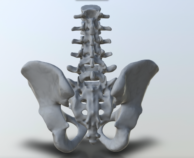 pelvis with lumbar vertebrae 3D Print Model .c4d .max .obj .3ds .fbx .stl .blend 