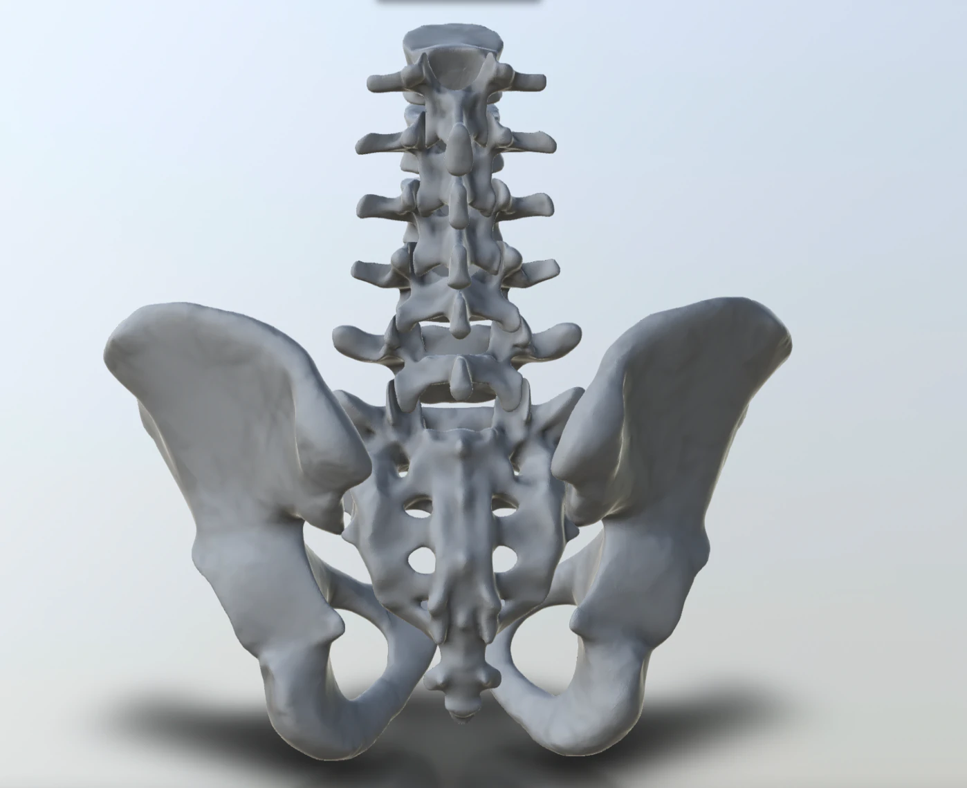 pelvis with lumbar vertebrae 3D Print Model .c4d .max .obj .3ds .fbx .stl .blend 