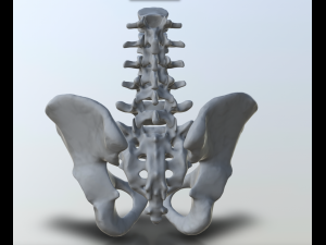pelvis with lumbar vertebrae 3D Print Models