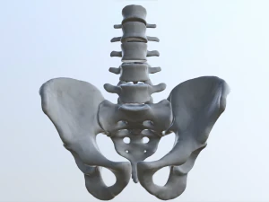 pelvis with lumbar vertebrae 3D Print Model