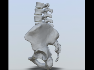 pelvis with lumbar vertebrae 3D Print Model