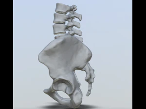 pelvis with lumbar vertebrae 3D Print Model