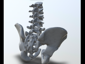 pelvis with lumbar vertebrae 3D Print Model