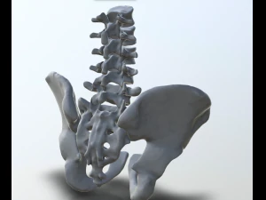 pelvis with lumbar vertebrae 3D Print Model