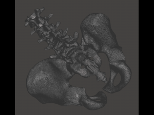 pelvis with lumbar vertebrae 3D Print Model