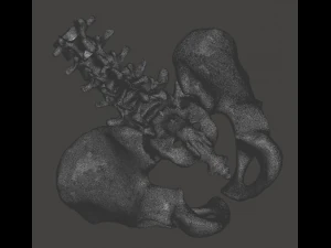 pelvis with lumbar vertebrae 3D Print Model
