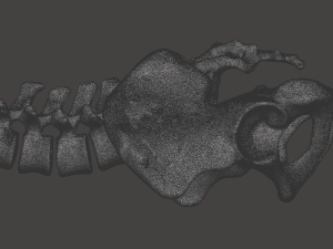 pelvis with lumbar vertebrae 3D Print Model