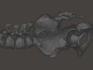 pelvis with lumbar vertebrae 3D Print Model