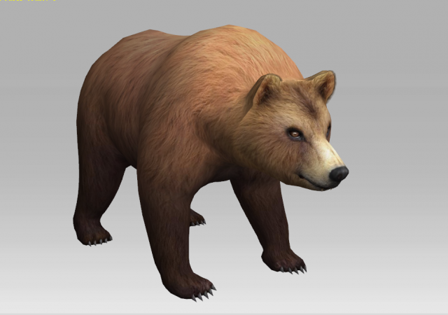 brown bear 3D 模型 .c4d .max .obj .3ds .fbx .stl .blend 