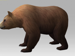 brown bear 3D 模型