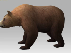 brown bear 3D Model