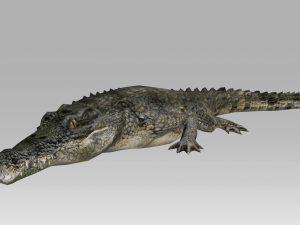 3d crocodile-alligator 3D Model