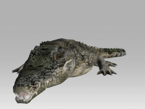 3d crocodile-alligator 3D 模型