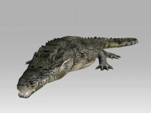 3d crocodile-alligator 3D Model