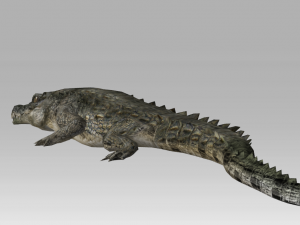 3d crocodile-alligator 3D 模型