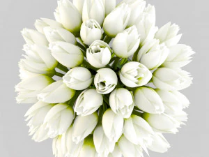 angelique tulips 3D Model