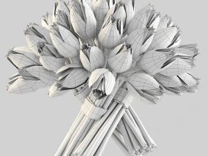 angelique tulips 3D Model