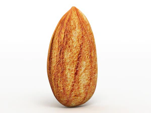 アーモンド 3Dモデル