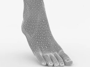 foot 3D Model