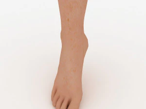 foot 3D Model