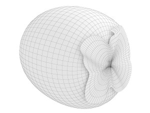 Persimmon Model 3D