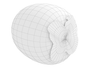 Persimmon Model 3D