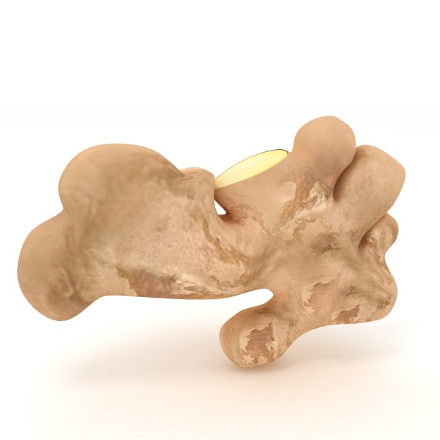 Root Ginger 3D मॉडल .c4d .max .obj .3ds .fbx .stl .blend 