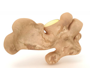 Root Ginger 3Dモデル