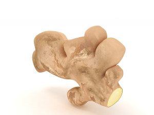 Root Ginger 3D मॉडल