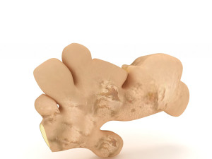 Root Ginger 3D मॉडल