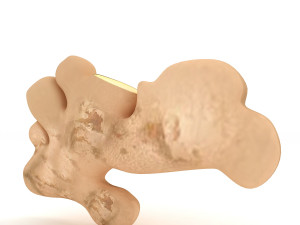 Root Ginger 3D मॉडल