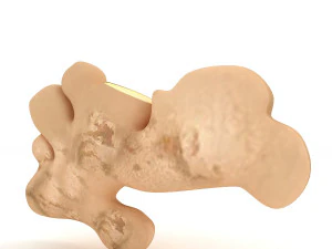 Root Ginger 3D Model