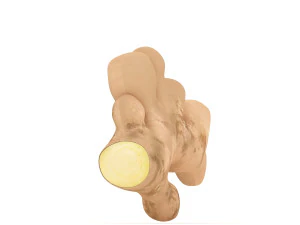 Root Ginger 3D Model