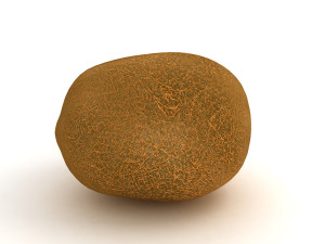 Kiwi 3D Model