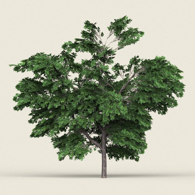 game ready forest tree 01 3D Model .c4d .max .obj .3ds .fbx .stl .blend 