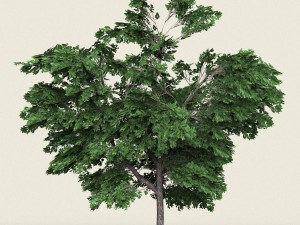 game ready forest tree 01 3D मॉडल