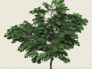 game ready forest tree 01 3D Model