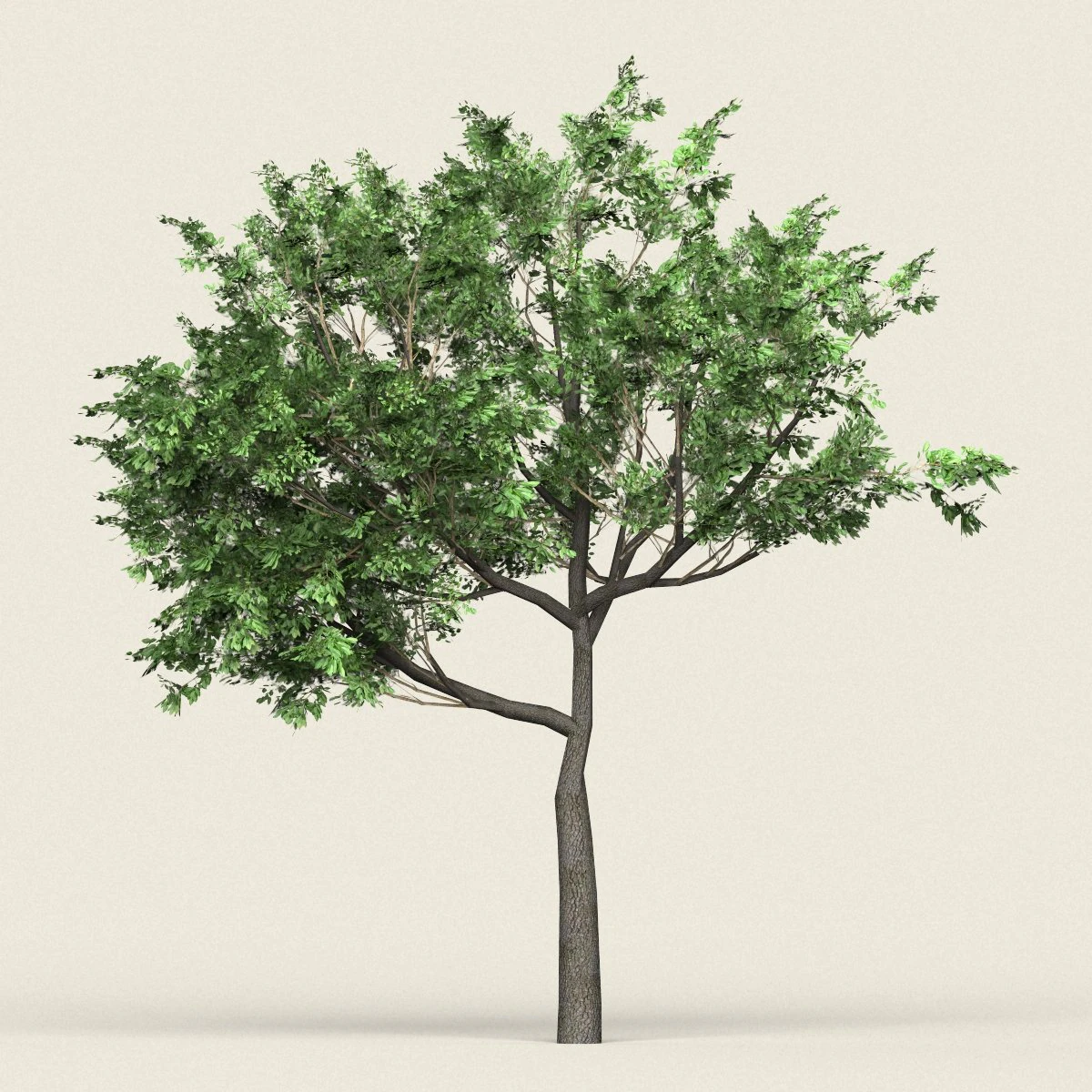 game ready forest tree 02 3D Model .c4d .max .obj .3ds .fbx .stl .blend 