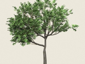 game ready forest tree 02 3D मॉडल