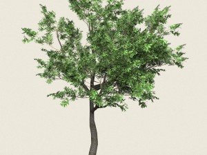 game ready forest tree 02 Modelo 3D