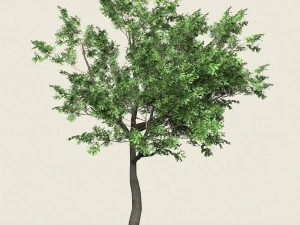 game ready forest tree 02 3D Model