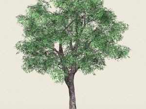 game ready forest tree 04 3D Model