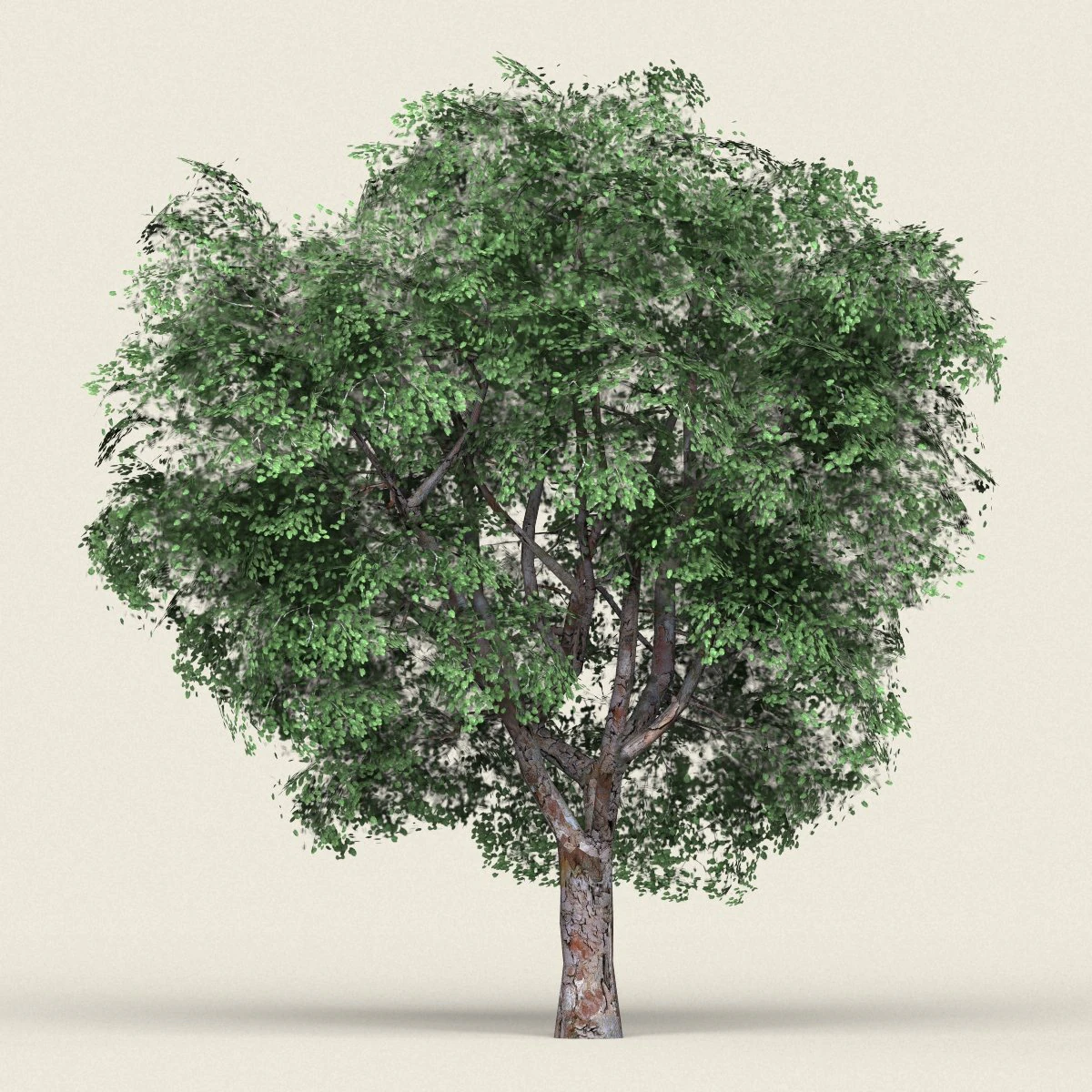 game ready forest tree 05 3D Model .c4d .max .obj .3ds .fbx .stl .blend 